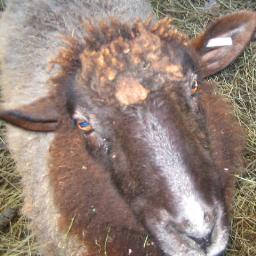 Sheep close up