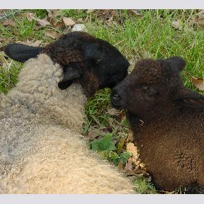 Mother and lamb