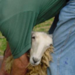 Sheep Shearing