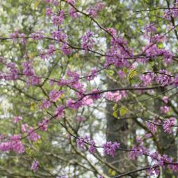 Redbuds