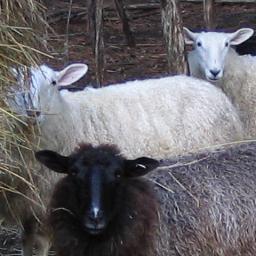 Sheep