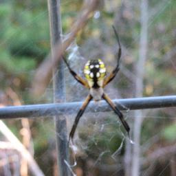 spider spider