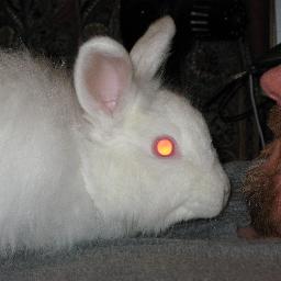 bunny_love