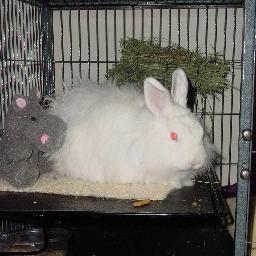 I'll show you bunny