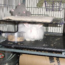 cramped bunny
