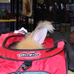theo1 bunny ear