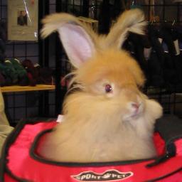 theo4 Bunny